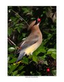 9291cedar waxwing with red berry